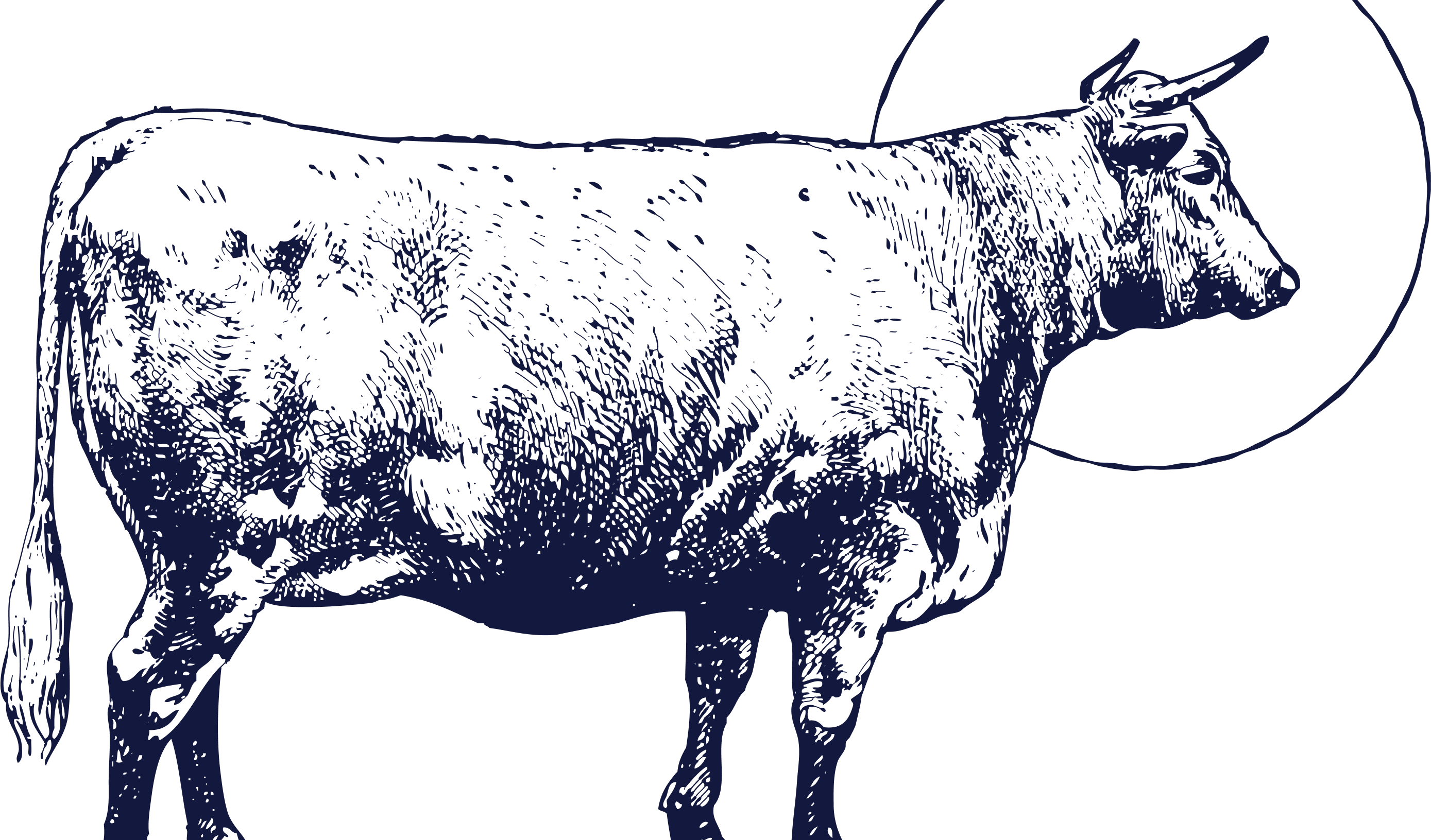Vaca