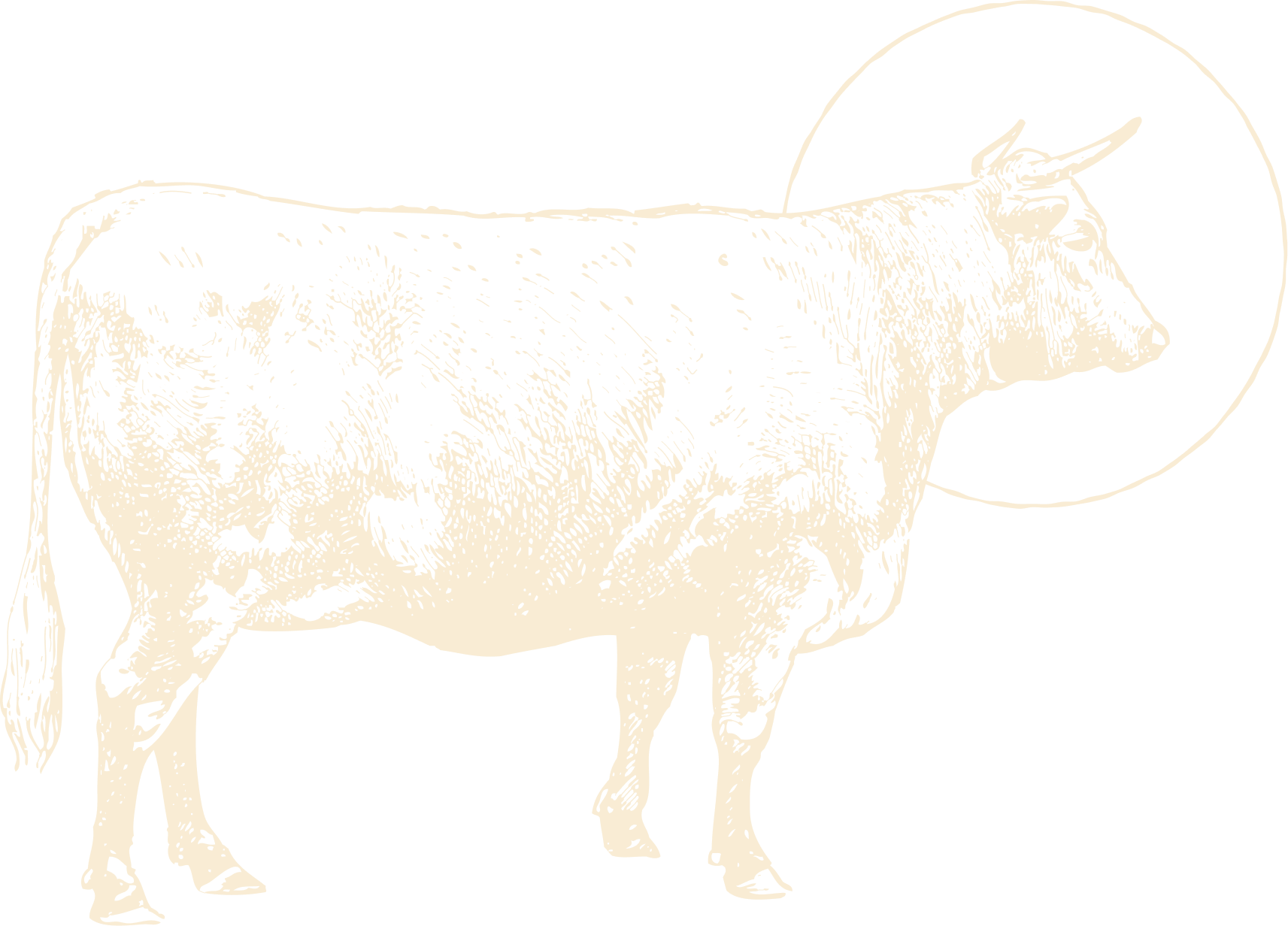 Vaca